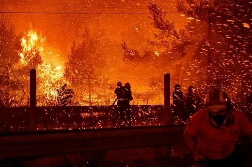 2500-годишно маслиново дърво изгоря при пожар на остров Евбея