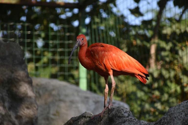 Ярко оцветени червени ибиси са най новите екзотични обитатели на Столичния