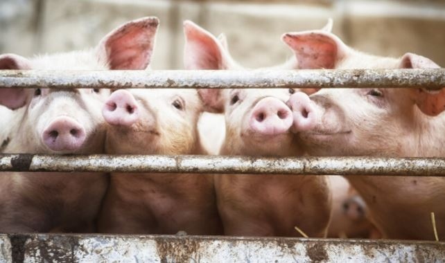 Българската агенция по безопасност на храните откри огнище на Африканска