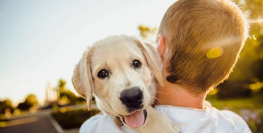 Най добрият приятел на човека има празник На 26 август отбелязваме