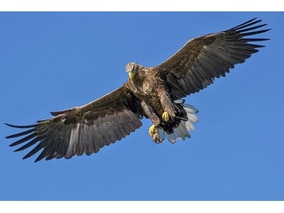 Въпреки няколко известни истории за успех в опазването им като