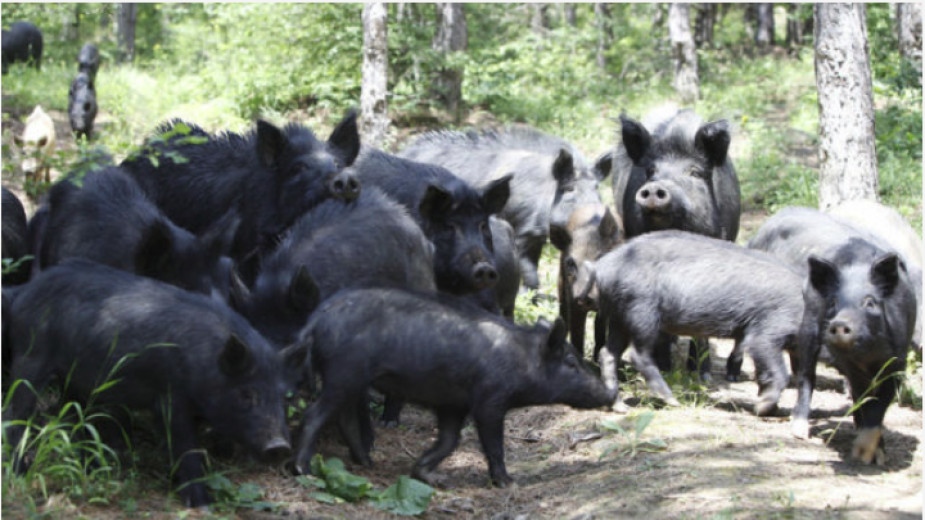Изчезва ли породата източнобалканска свиня, от която се правеше прочутата