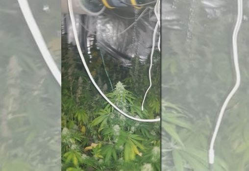 Разкриха поредната модерна лаборатория за марихуана този път в