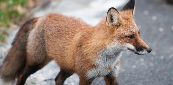 За нашествие на лисици и на други диви животни в