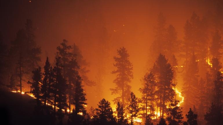 Огън тръгнал от незаконно сметище над Благоевград подпали борова гора