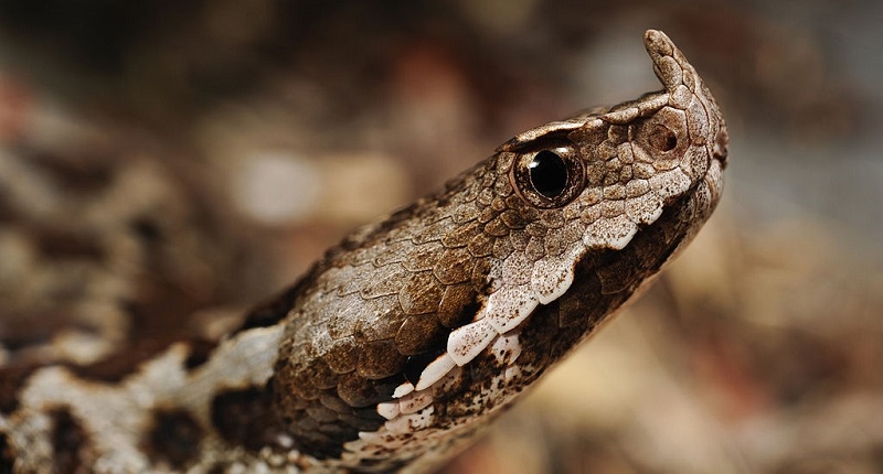 Съвременните змии нямат общ предшественик пише сп Нейчър къмюникейшънс позовавайки