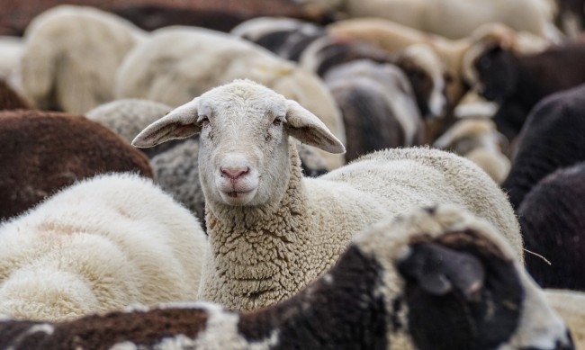 Говедовъдите и овцевъдите ще получат допълнителни 2 млн лева Това