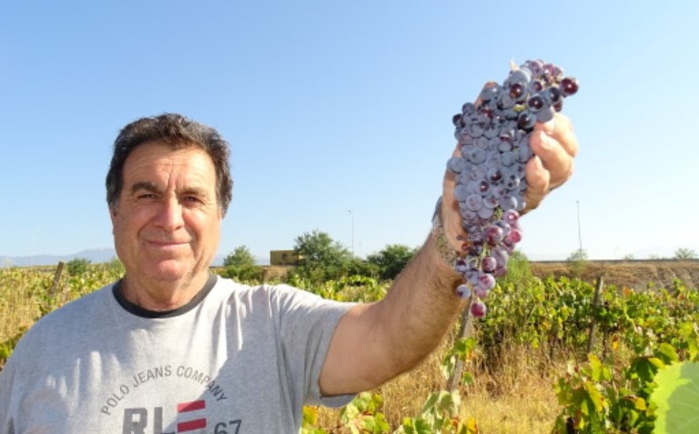 Реколтата от грозде тази година е неочаквано добра добивите от