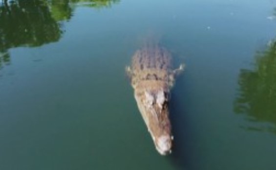 В Австралия крокодил от парк за диви животни захапа ниско
