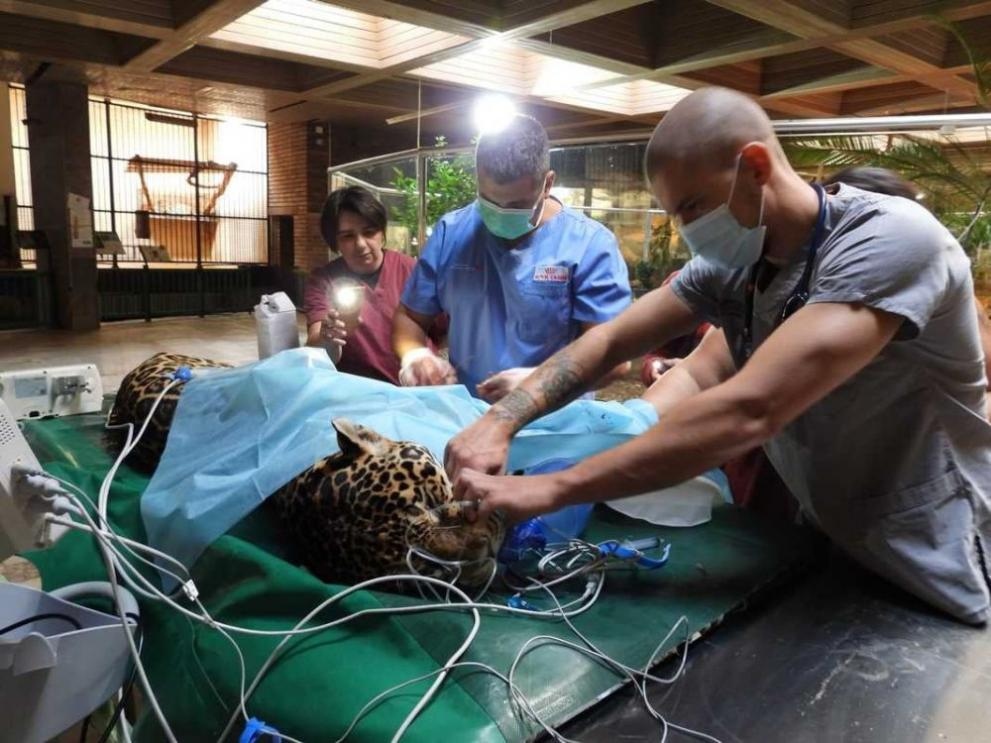 Женският ягуар Крейзи която вече е на 17 години премина