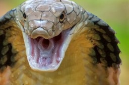 Индиец получи двойна доживотна присъда за убийството на съпругата си