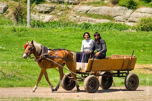 От юни 2022 г ще се забрани движението на коне