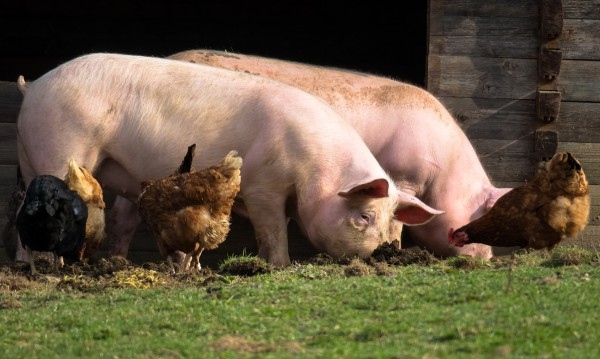 Свиневъдният бранш в България е изправен пред сериозна криза. Фермерите