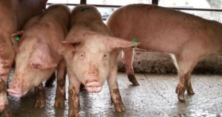 Огнище на африканска чума по свинете беше открито край Пловдив При