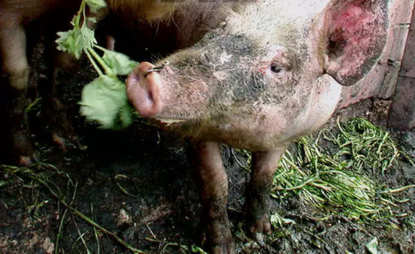 Огнище на африканска чума по свинете в свинеферма в село