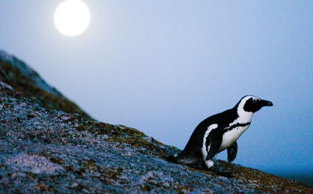 Пингвинът Пингу беше намерен изгубен и изтощен на новозеландски бряг