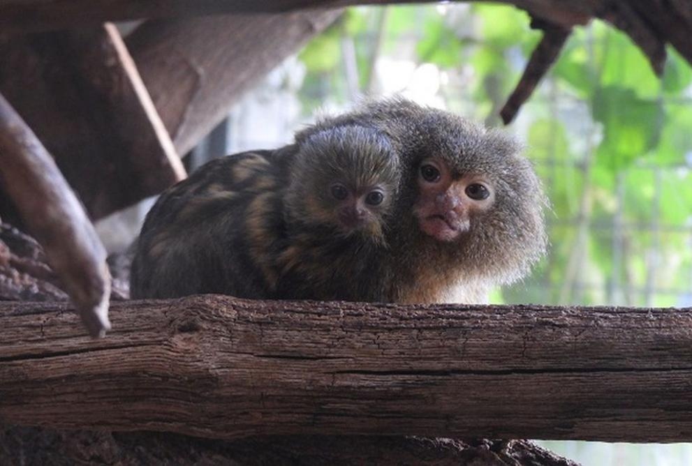Двойката мармозетки джуджета в сектор Примати на Столичния зоопарк си имат