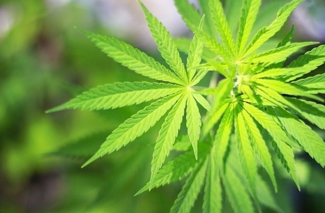 Новата власт в Германия ще легализира марихуаната