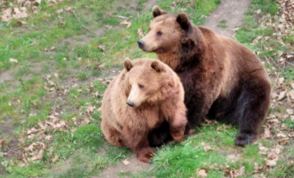 В Центъра за защита на природата и животните в Добрич