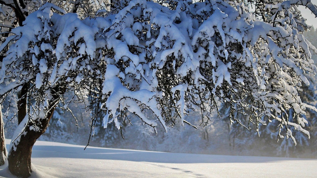 В много префектури на Япония разположени в северната част на