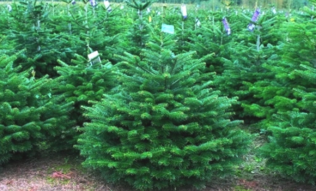 Агенцията по горите започна масови проверки за незаконна търговия с