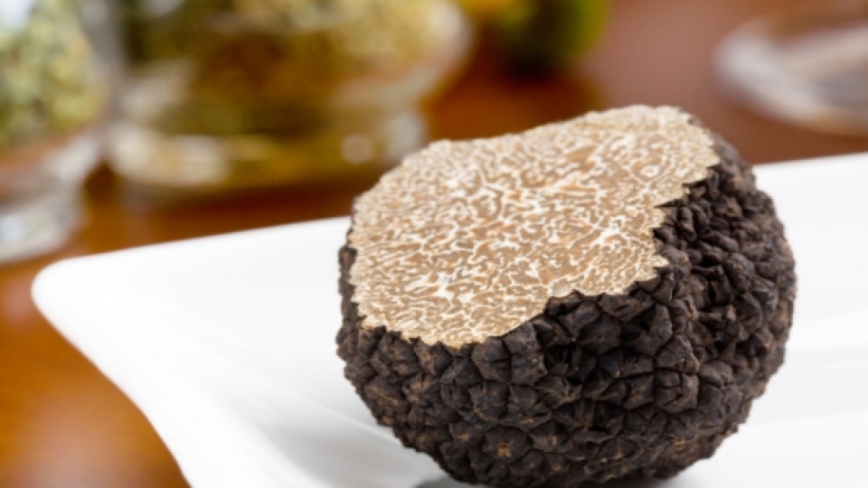 Традицията Търсене и рандеман на трюфели в Италия е приета