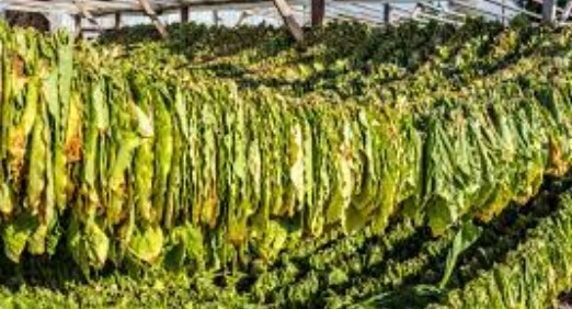 От днес тютюнопроизводителите могат да кандидатстват за държавната помощ de