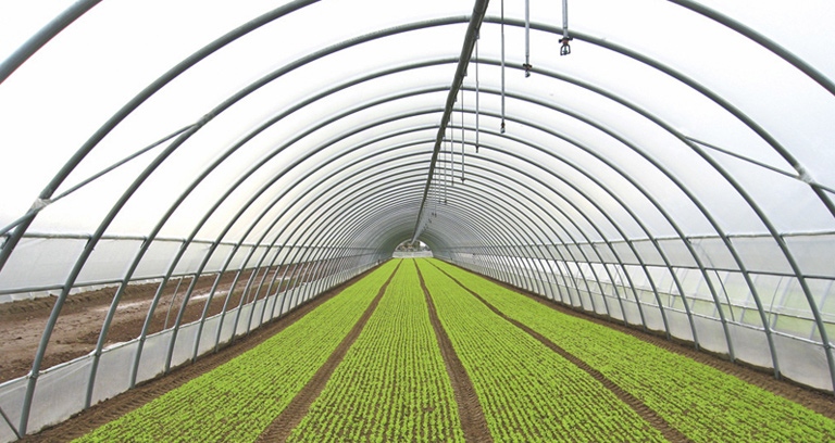 70 процента от оранжериите за производство на зеленчуци у нас