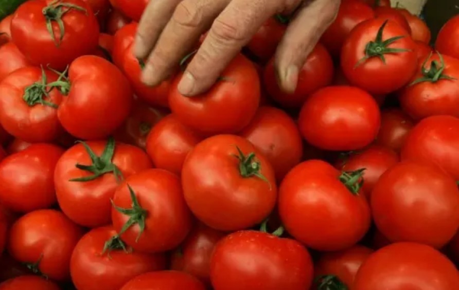 Рязък спад в производството на зеленчуци отчита земеделското министерство Добивите