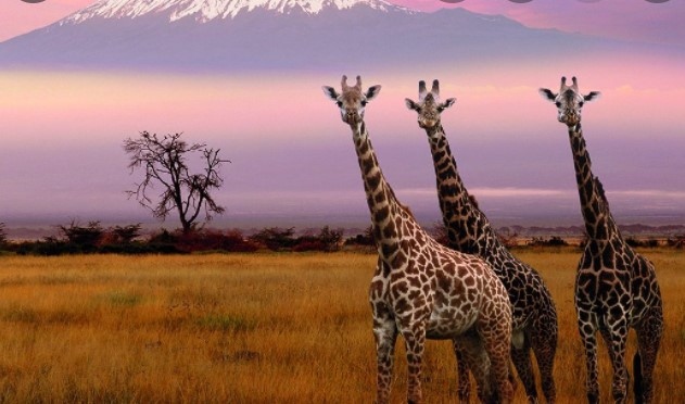 С официален воден салют местни танци подаръци и журналисти посрещнаха