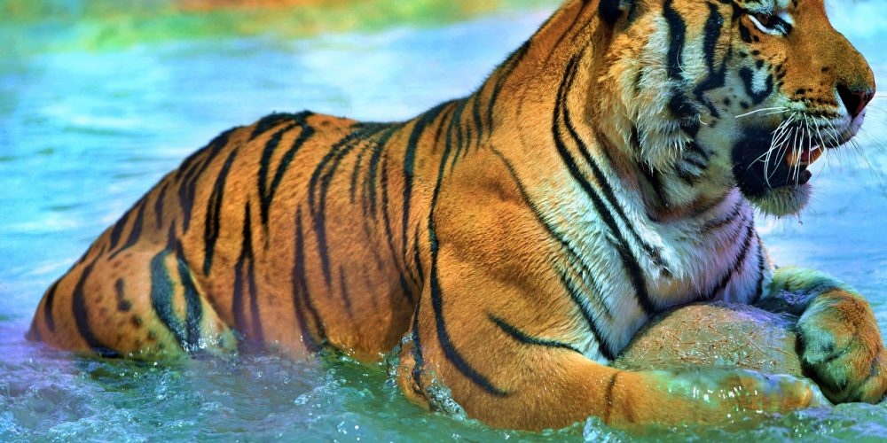 Редица азиатски страни посрещнаха Нова година по китайския лунен календар