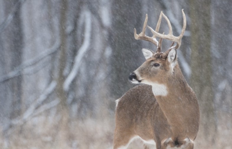Учени откриха Омикрон и сред дивите животни През декември и