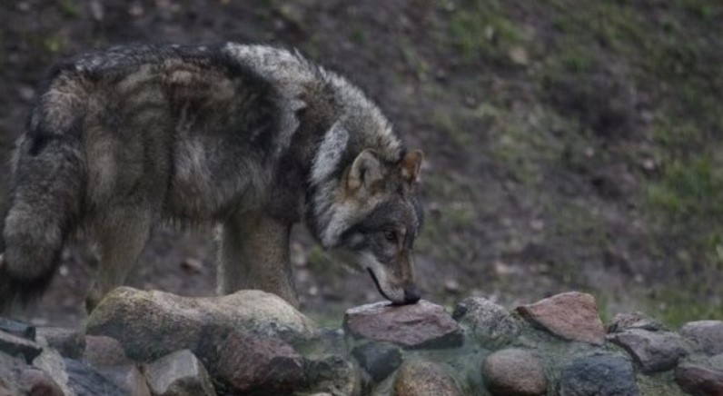 Мъжкият вълк в зоопарка разположен в лесопарка Кенана край Хасково