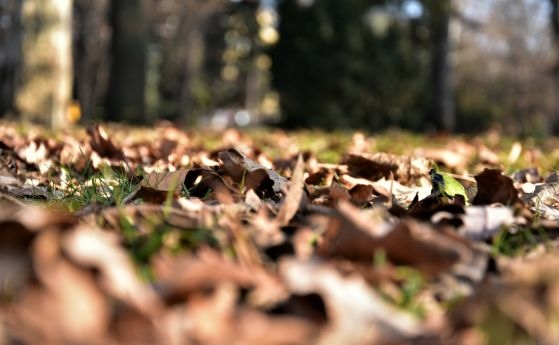 Пет деца са били нападнати и ухапани от домашно куче