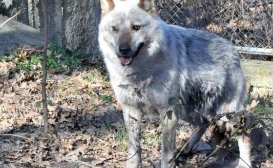 Заловиха избягалия вълк от хасковския зоопарк при среднощна акция. Междувременно