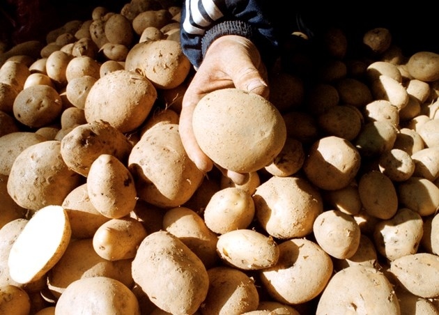 Картофопроизводителите подготвят протести заради помощи