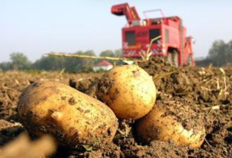 Картофопроизводителите в България са готови да излязат на протест заради
