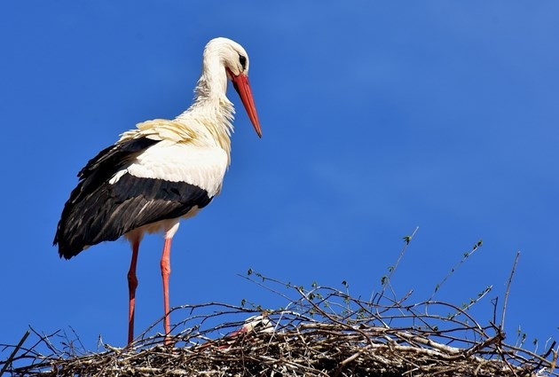 Първият подранил щъркел вече е в България Птицата пристига в