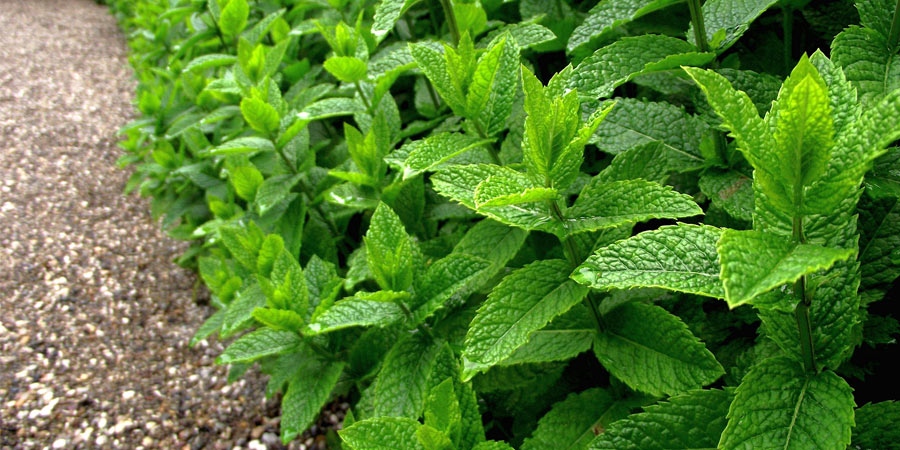 Лютивата мента се отличава с антибактериално противовъзпалително тонизиращо нервоуспокоително спазмолитично