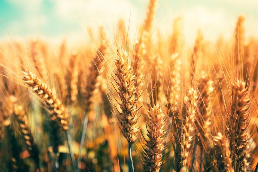 България разполага със запаси от зърно за следващите две години
