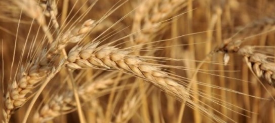 България и Румъния биха могли да заместят Украйна на пазара