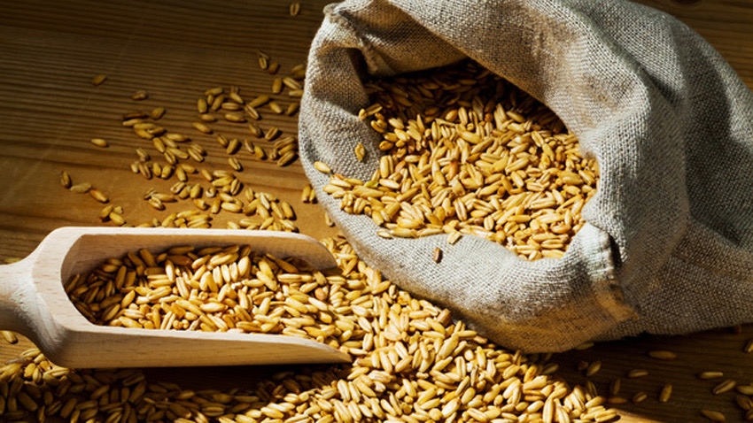 Русия може да спре износа на пшеница ечемик царевица и
