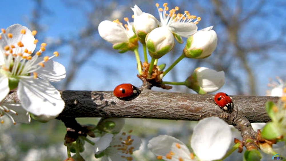 В 17 33 часа у нас днес настъпва астрономическата пролет Това