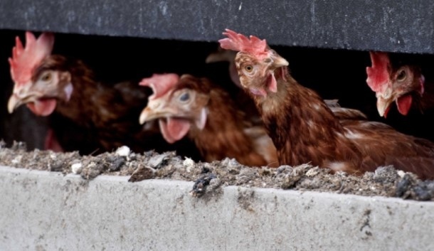 Унищожават 177 000 кокошки в птицеферма в Асеновград заради птичи грип