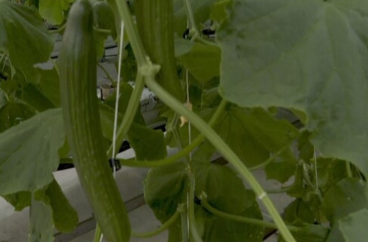 От 2 80 лв за кг тръгват краставици към борсата и