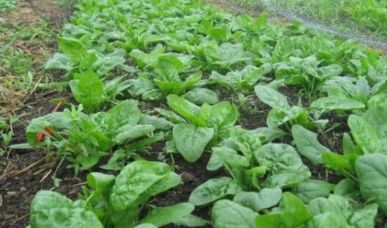 Във връзка с предстоящите Великденски празници инспекторите по растителна защита