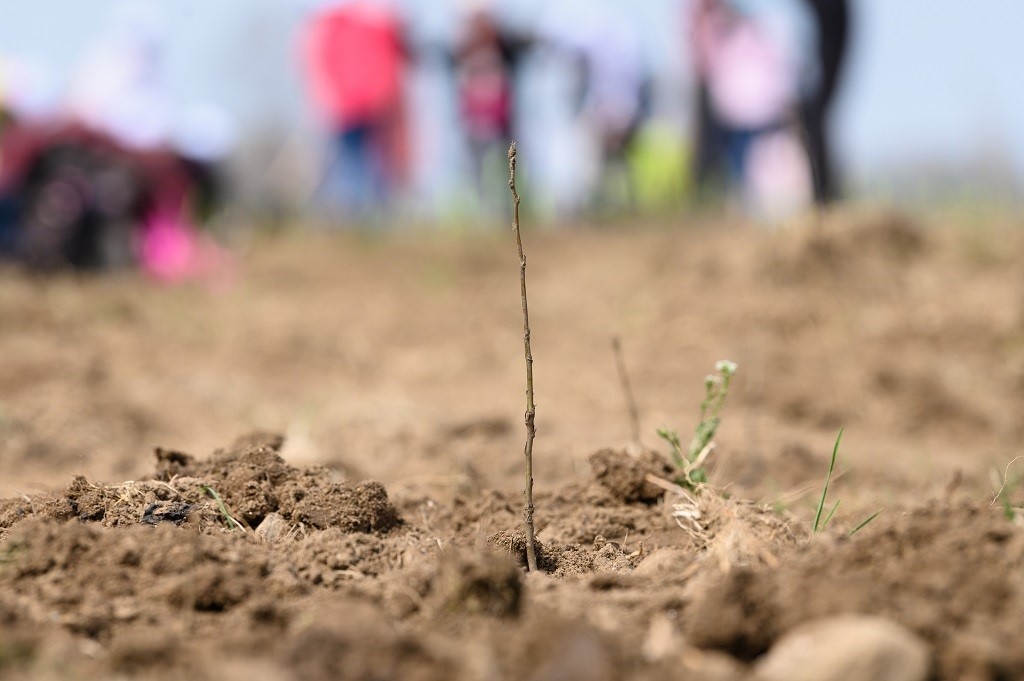 Пощенска банка се включи в мащабната инициатива Новата гора на