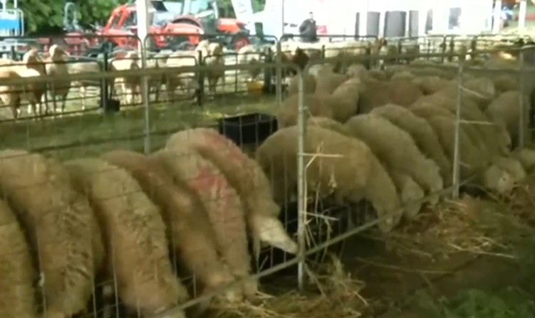 Над 1000 чистопородни животни ще бъдат показани на Десетия национален