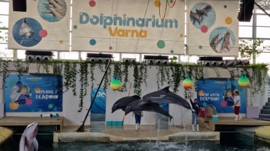 Делфинариум Варна вече посреща първите британски и германски туристи които
