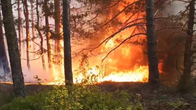 Горят около 100 декара иглолистна гора край Добринище съобщават от